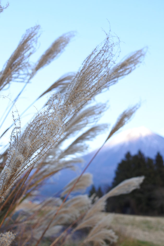 富士山YMCAでキャンプーすすき